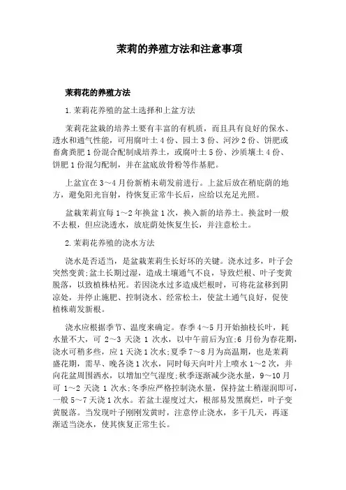 茉莉的养殖方法和注意事项