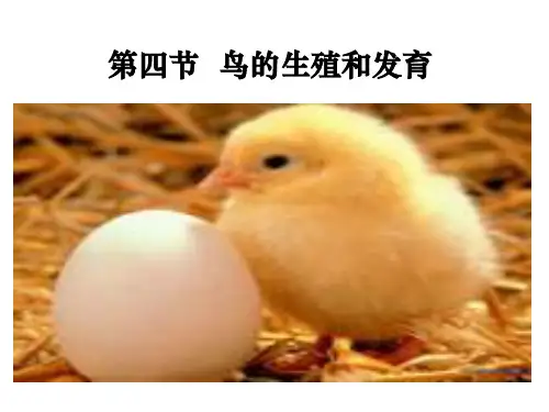 人教版八年级下册第一章第四节鸟的生殖和发育