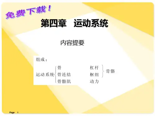 解剖学课件：运动系统