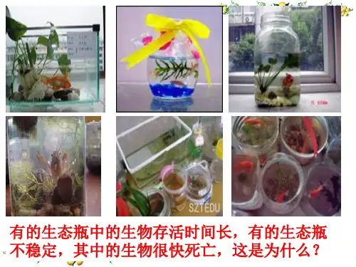 北师大版八年级生物下册课件：23.4生态系统的稳定性 (共59张PPT)