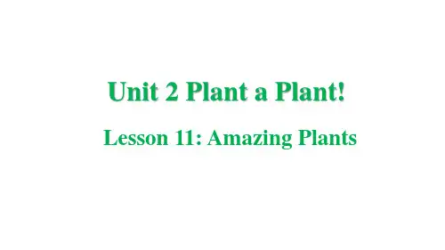 冀教版八年级下册PlantaPlantLesson11AmazingPlants课件