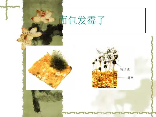 四年级下册科学课件3.5面包发霉了(3)｜ 教科版 (共13张PPT)