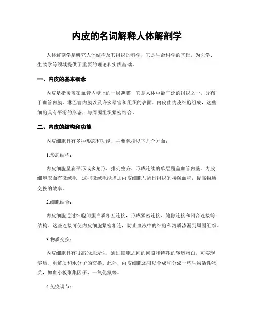 内皮的名词解释人体解剖学