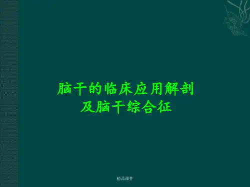 脑干解剖及脑干综合征