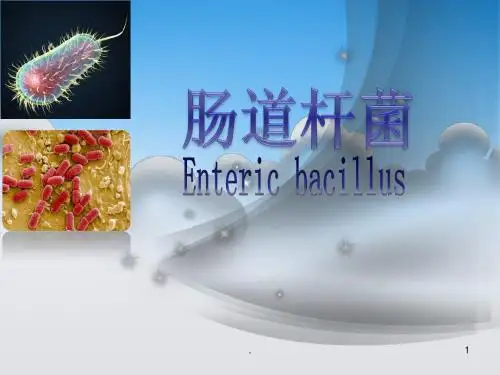 肠杆菌ppt演示课件