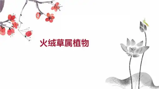 火绒草属植物