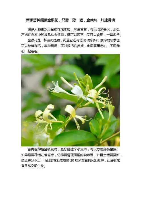 新手想种爬藤金银花，只需一剪一遮，金灿灿一片挂满墙