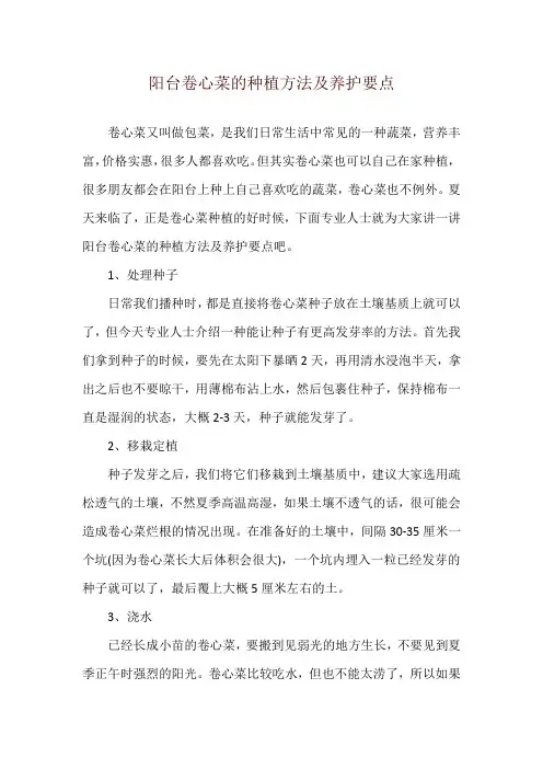 阳台卷心菜的种植方法及养护要点