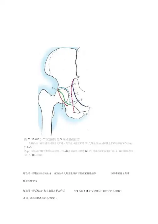 骨盆解剖