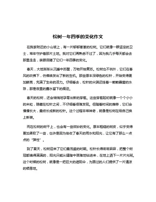 松树一年四季的变化作文