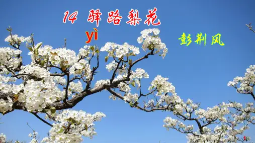 14、驿路梨花