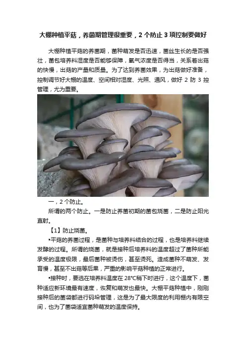 大棚种植平菇，养菌期管理很重要，2个防止3项控制要做好