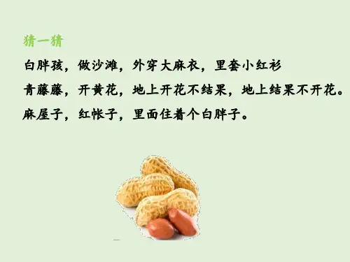 五年级上册语文第二课落花生课文讲解