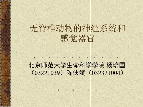 无脊椎动物的神经系统和感觉器官