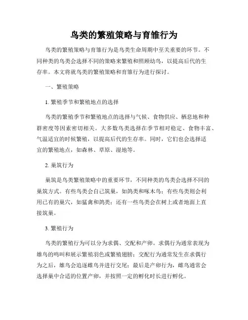 鸟类的繁殖策略与育雏行为