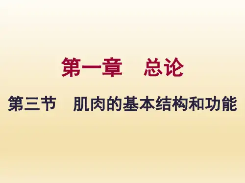 人体运动学 肌肉的基本结构和功能