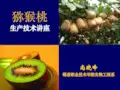 果树栽培教学课件-第十一章 猕猴桃