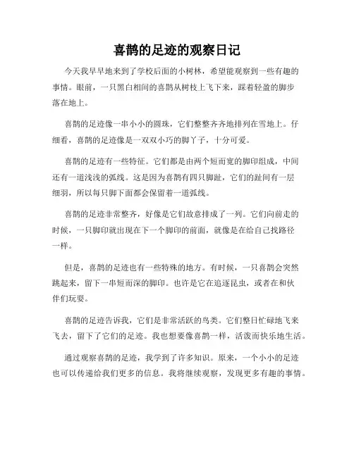 小学三年级作文喜鹊的足迹的观察日记