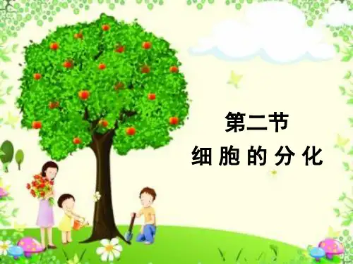 人教生物 必修1第六章第2节 细胞的分化