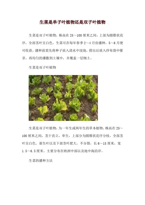 生菜是单子叶植物还是双子叶植物