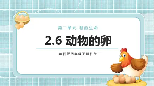 动物的卵PPT课件