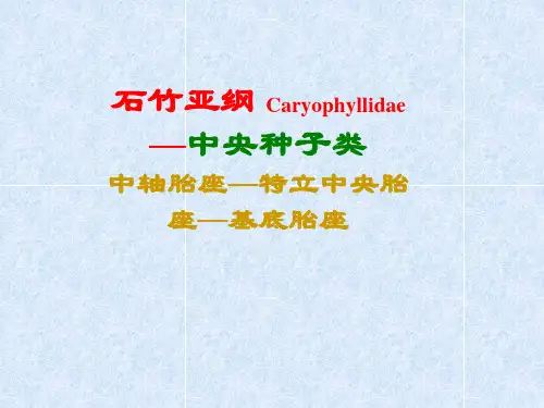 石竹亚纲植物介绍
