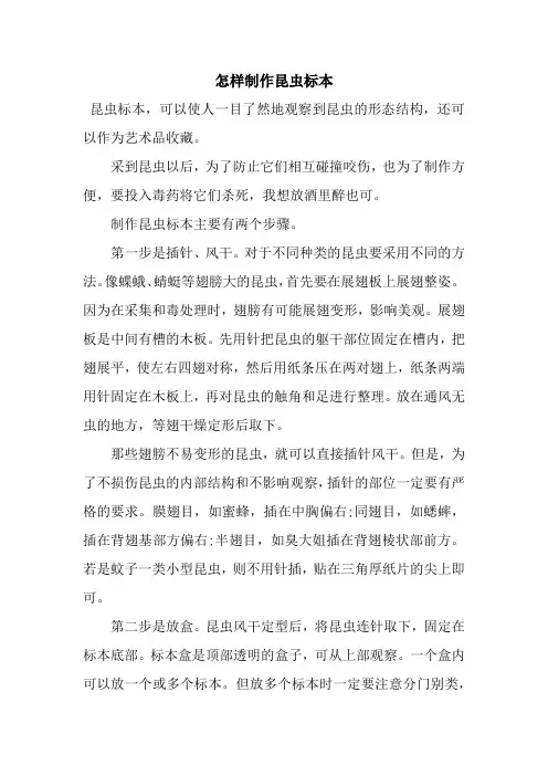 怎样制作昆虫标本