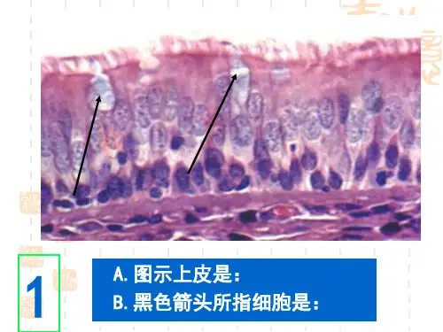 温州医科大学组织学与胚胎学实验考_PPT幻灯片