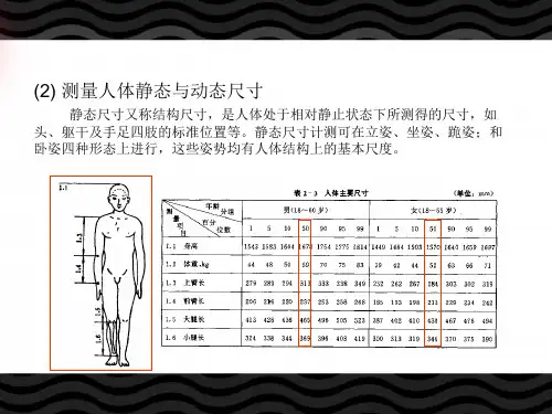 人体静态与动态尺寸