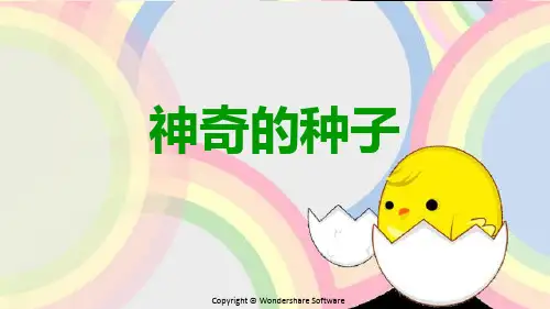 胖大海ppt课件