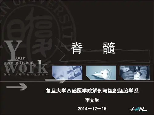 中枢神经系统脊髓(li)