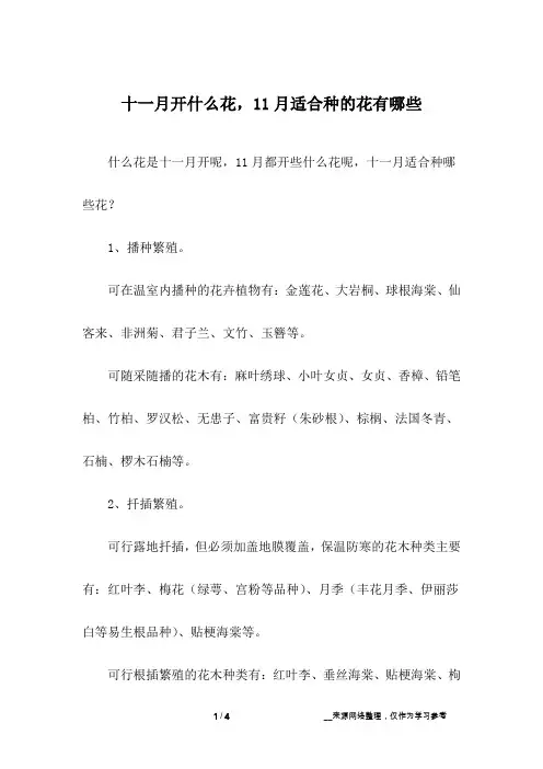 十一月开什么花,11月适合种的花有哪些