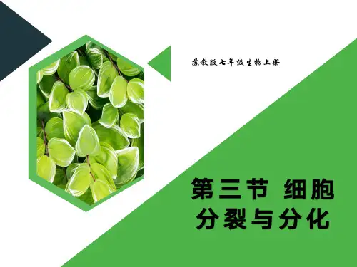 精编七年级生物上册《细胞的分裂与分化》优秀PPT课件(共26张ppt)