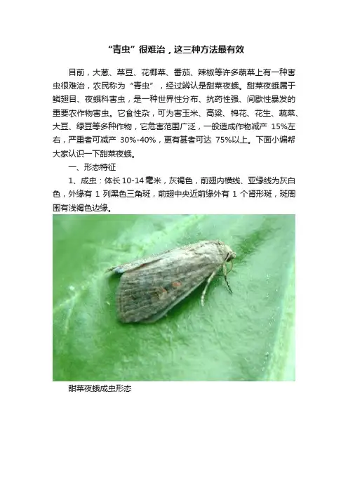 “青虫”很难治，这三种方法最有效