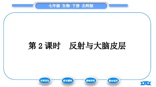 北师版七生下4生物圈中的人12章人体的自我调节第1节神经系统与神经调节第2课时反射与大脑皮层习题课件