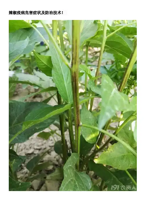 辣椒疫病危害症状及防治技术