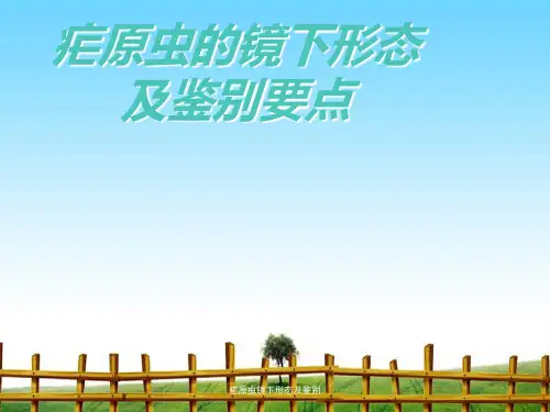 疟原虫镜下形态及鉴别