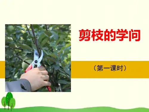 剪枝的学问_ppt教学课件