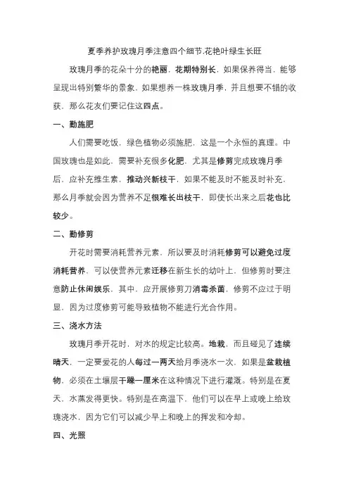 夏季养护玫瑰月季注意四个细节,花艳叶绿生长旺