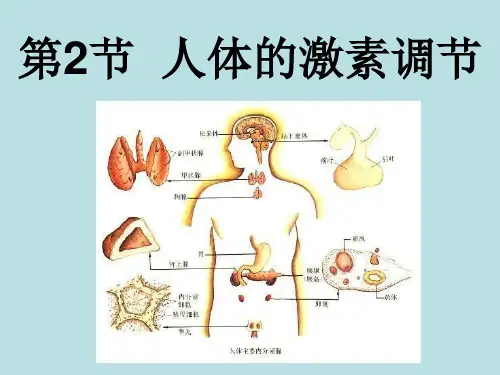 八年级上《人体的激素调节》PPT课件下载浙教版