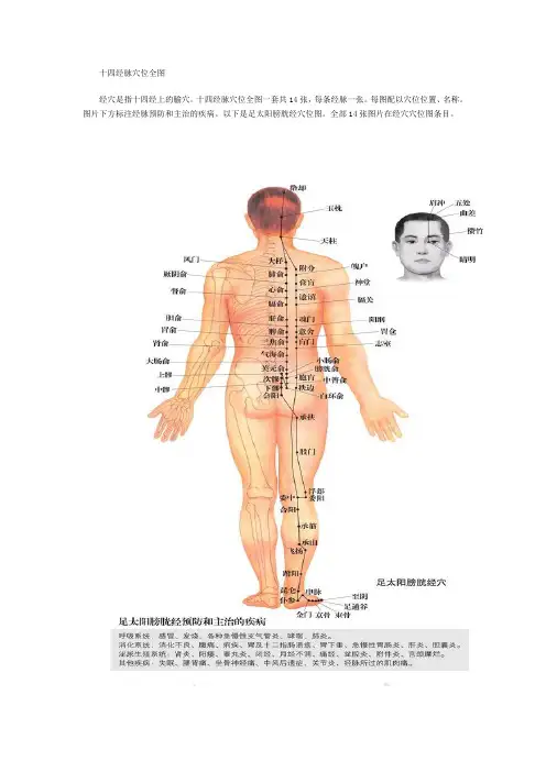 十四经脉穴位全图
