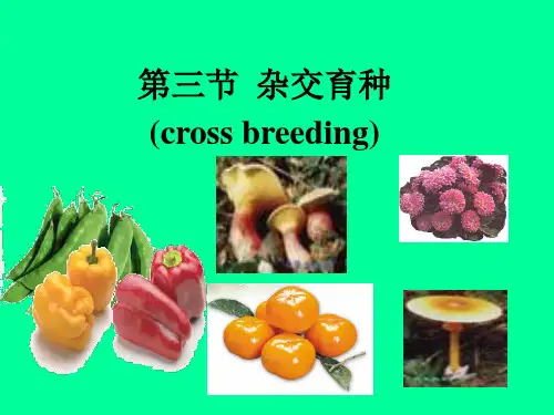 食用菌生产技术 食用菌杂交育种