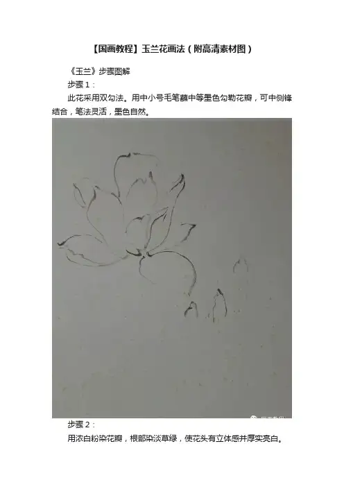 【国画教程】玉兰花画法（附高清素材图）