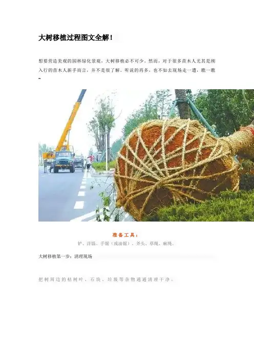 大树移植过程图文全解