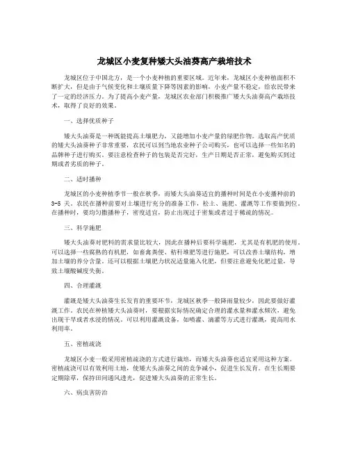龙城区小麦复种矮大头油葵高产栽培技术