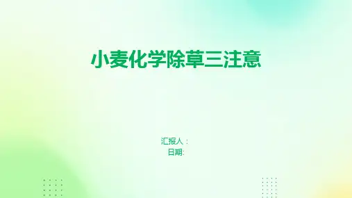 小麦化学除草三注意