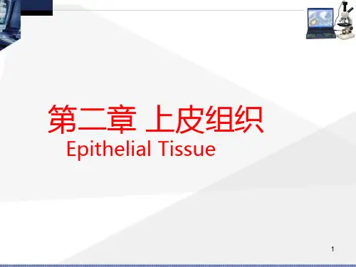 第二章： 上皮组织