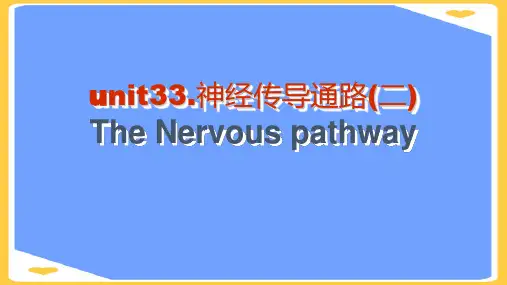 解剖学传导路二内脏神经病案讨论PPT正式版