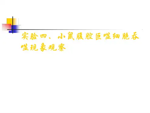 细胞生物学实验四巨噬细胞吞噬观察