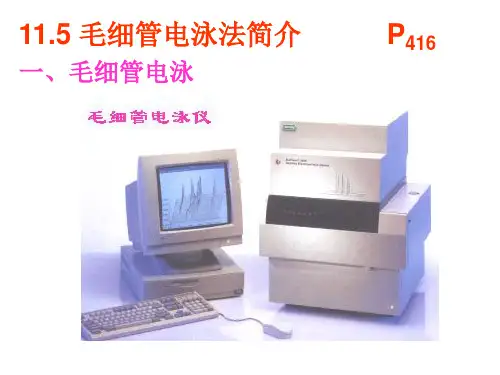 毛细管电泳法 CE